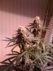 week 10 close up pic 5.jpg