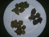 DSCN7369.jpg