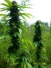 100_4377.jpg