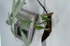 DSC04249.jpg