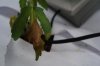 DSC04251.jpg