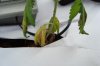 DSC04253.jpg