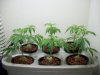 100_0062.jpg