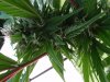 mj plants 003.jpg