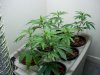 100_0078.jpg