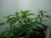 100_0079.jpg