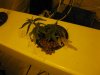Picture 015.jpg