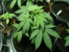 canna 001.jpg