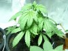 canna 002.jpg