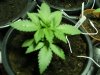 canna 003.jpg