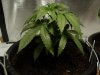canna 004.jpg