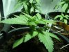 canna 005.jpg