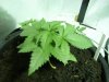 canna 006.jpg