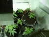 canna 007.jpg