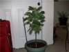 Marijuana plant- 23 inches 2.jpg
