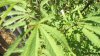 bud 003.jpg