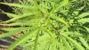 bud 004.jpg