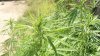 bud 013.jpg