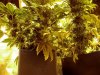85 Days-43Flowering 007.jpg