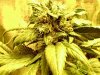 85 Days-43Flowering 012.jpg