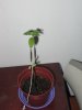 my plant 5.jpg