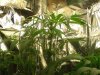 All my plants on 1-15-08 010.jpg