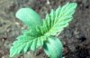 Marijuana--Cannabis_sativa--s.s.jpg