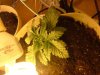 2004_0122babybear0007.jpg