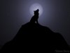 Wolf%20Howling%20at%20moon.jpg