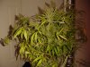 DSC02995.JPG