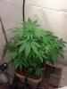 flowering week 2.5.jpg