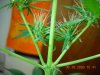 DSCN0532.jpg