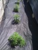 bud3.jpg