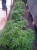 bud7.jpg