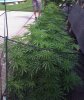 bud8.jpg