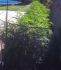 bud9.jpg
