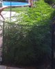 bud10.jpg