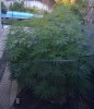 bud12.jpg