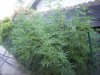 bud14.jpg