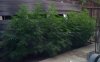 bud13.jpg