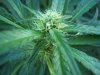 bud16.jpg