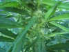 bud17.jpg