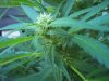 bud18.jpg