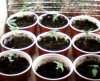 grow 003.jpg