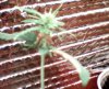 grow 002.jpg