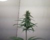 grow 001.jpg