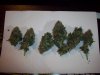 banana OG 033.jpg