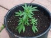 100_2731.jpg