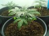 allplants1.jpg