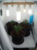 allplants2.jpg